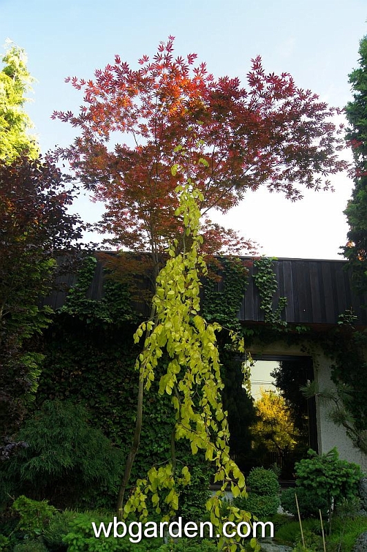 wbgarden spring 54.JPG